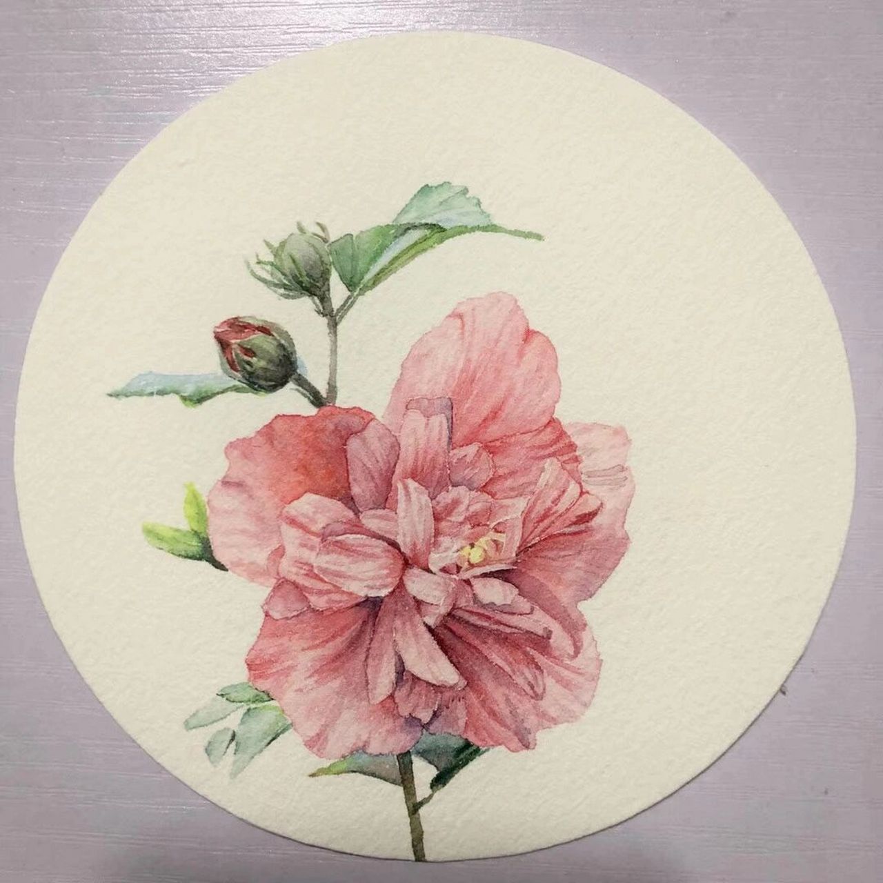 脱稿重瓣木槿花～ 脱稿比你想象的要简单的噢～ #画画# #水彩# #水彩