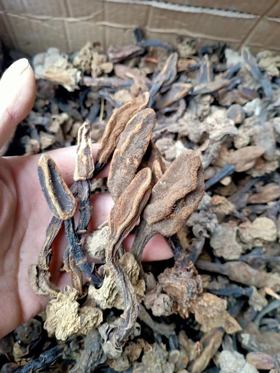 玉苁蓉 大瑶山野生玉苁蓉,又称草苁蓉,顶天柱!