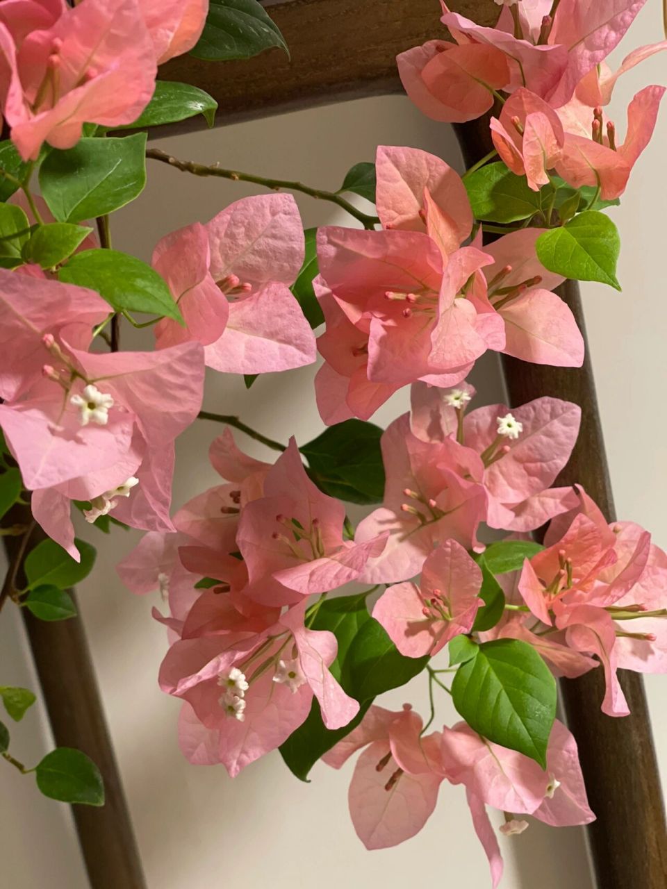 橙粉公主三角梅 非常勤花!