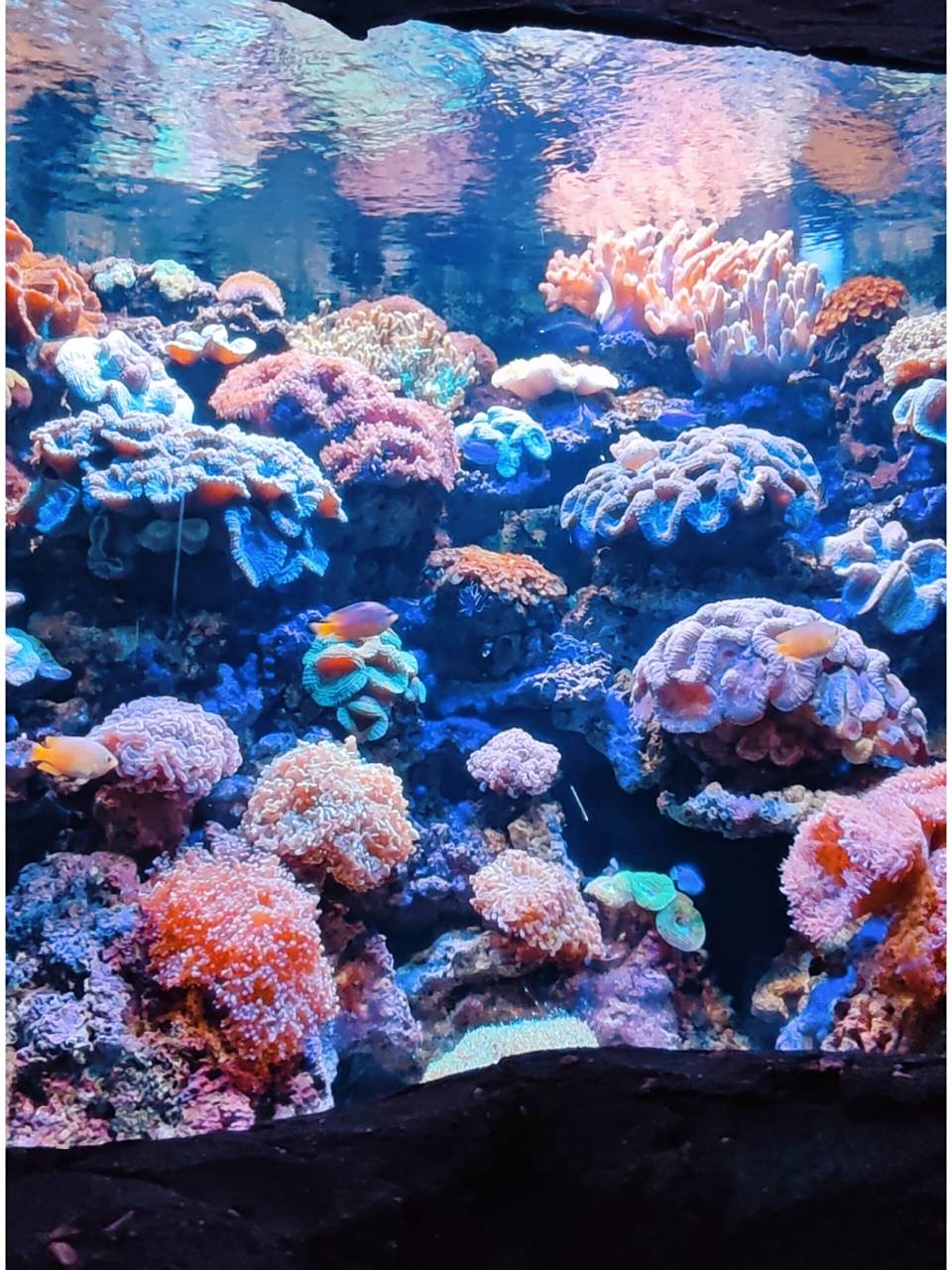 南昌海洋公园游玩攻略 1.