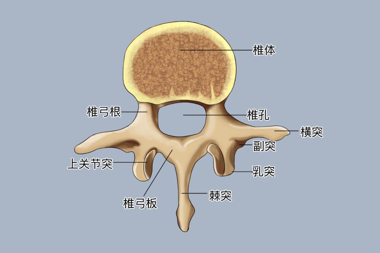 人体腰椎骨骼结构图