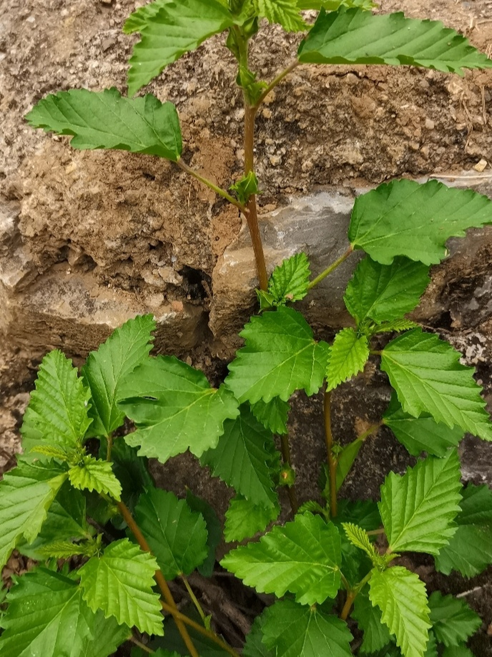 赛葵 全草,叶(黄花棉):微甘,凉.清热利湿,祛瘀消肿.