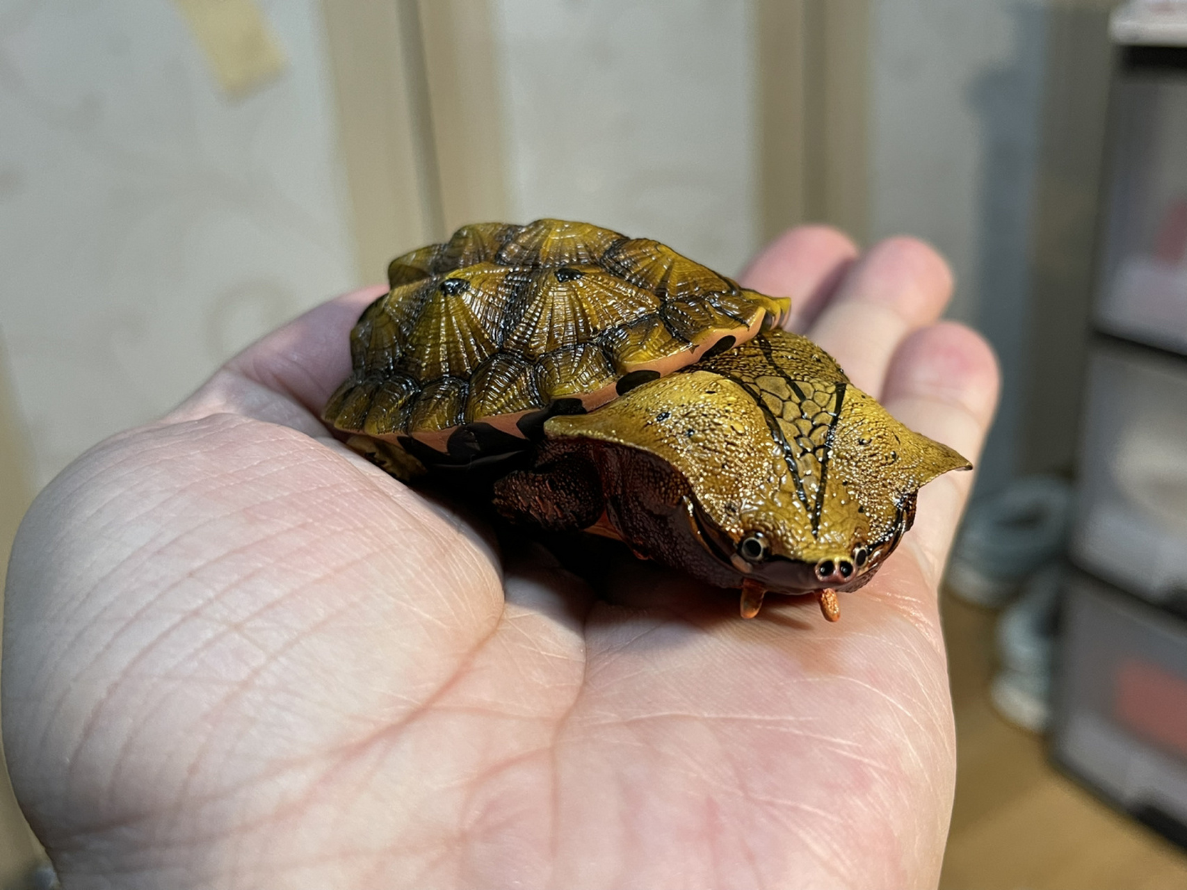 动物星球-心宽体胖系列 龟篇03实拍 #潮玩手办# #龟# #模型# 动物星球