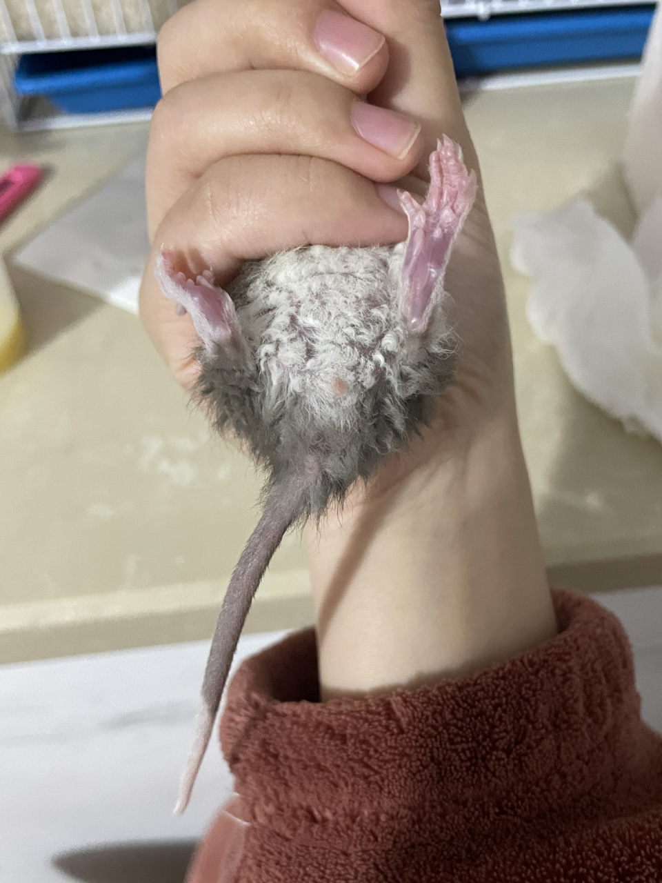 能不能帮忙看一下公母01 大家可以看出来花枝鼠的公母吗?