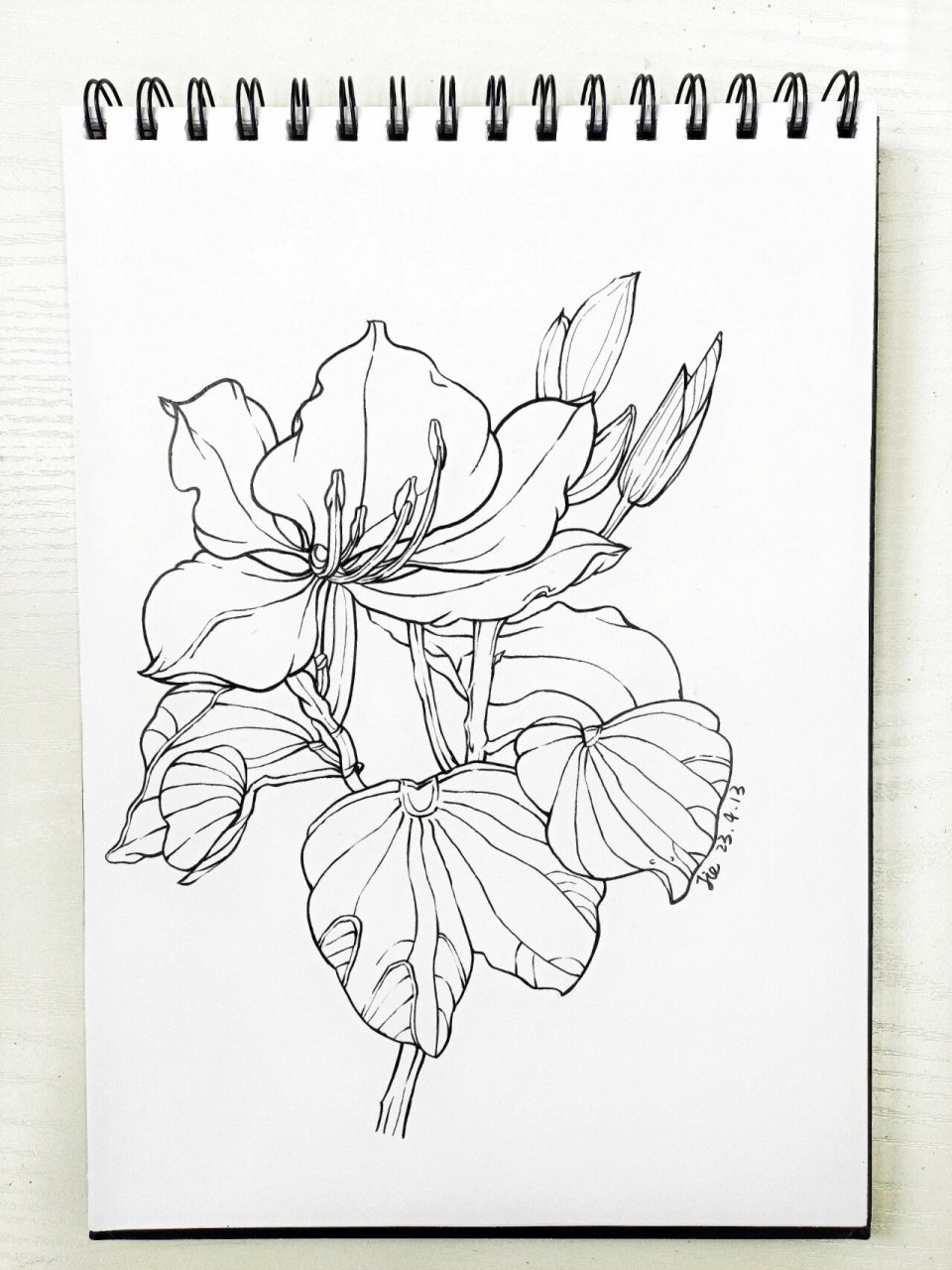 白花洋紫荆 好久没画,手抖 临摹练习