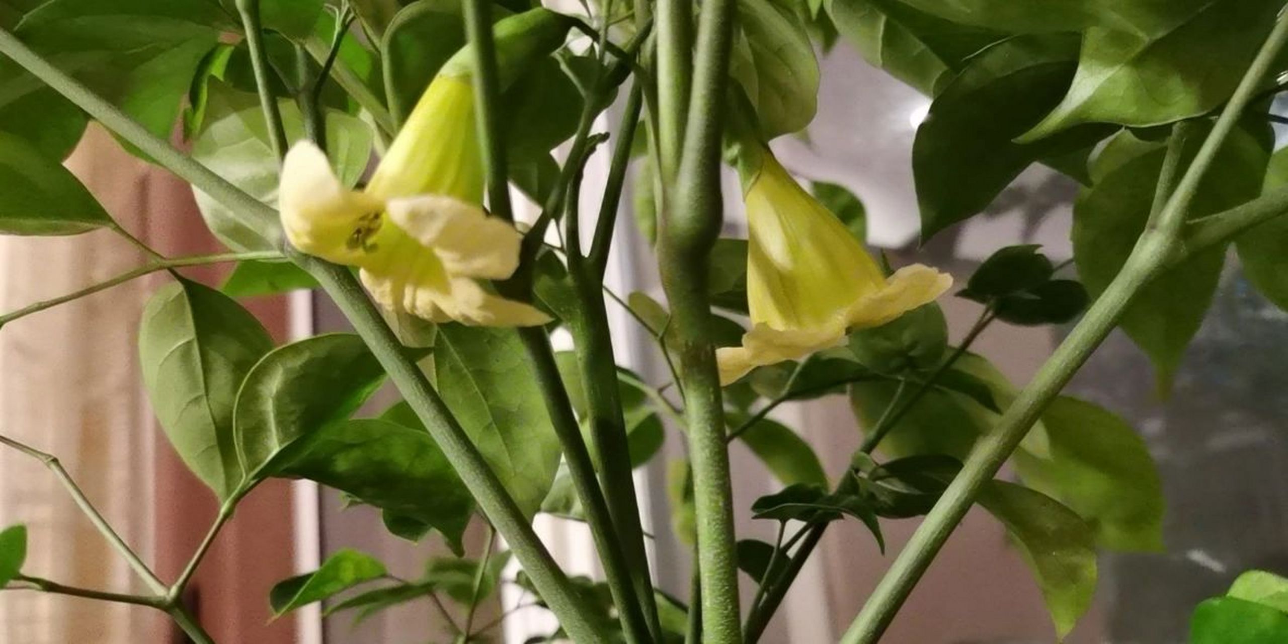 平安树第三年开花 平安树第三年开花,值得纪念平安树开花代表着祈求