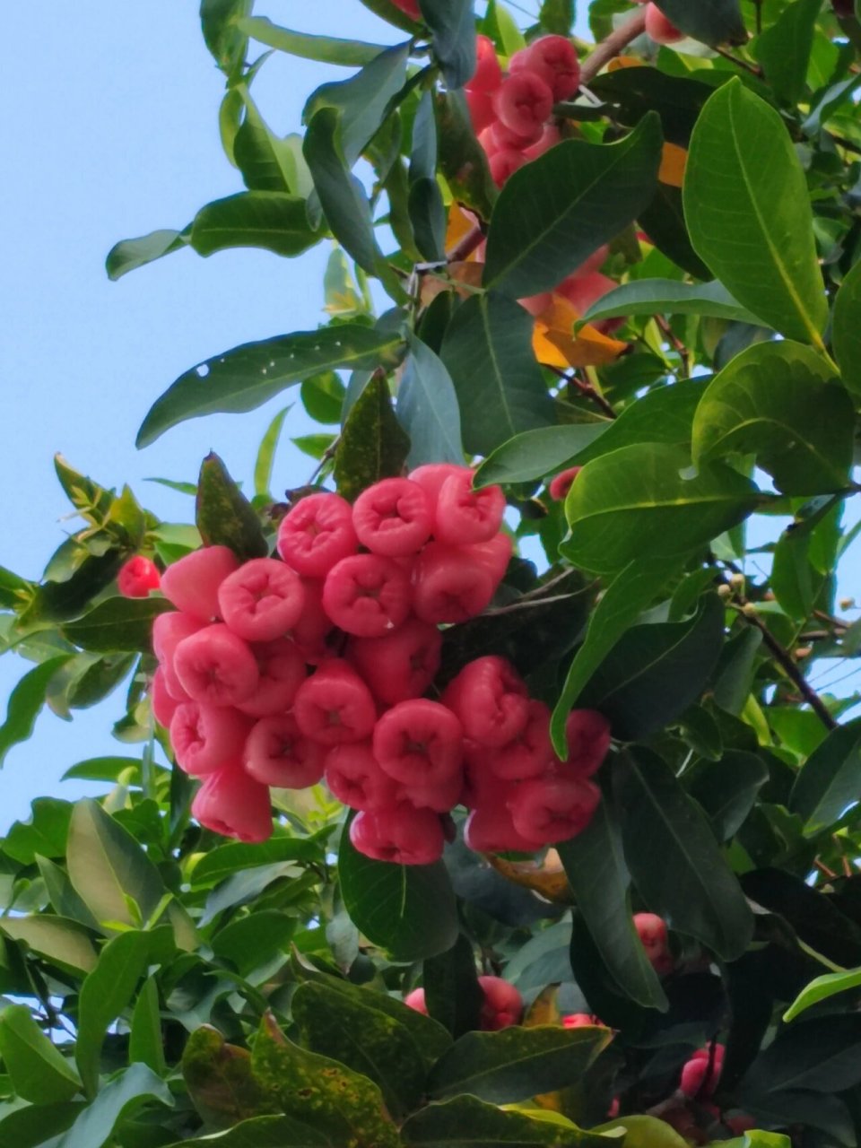 今年的雾莲又大又多! 731573157315