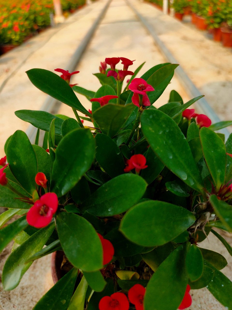 铁海棠的养护攻略 铁海棠的养护方法如下: 1,温度:适宜的生长温度在15