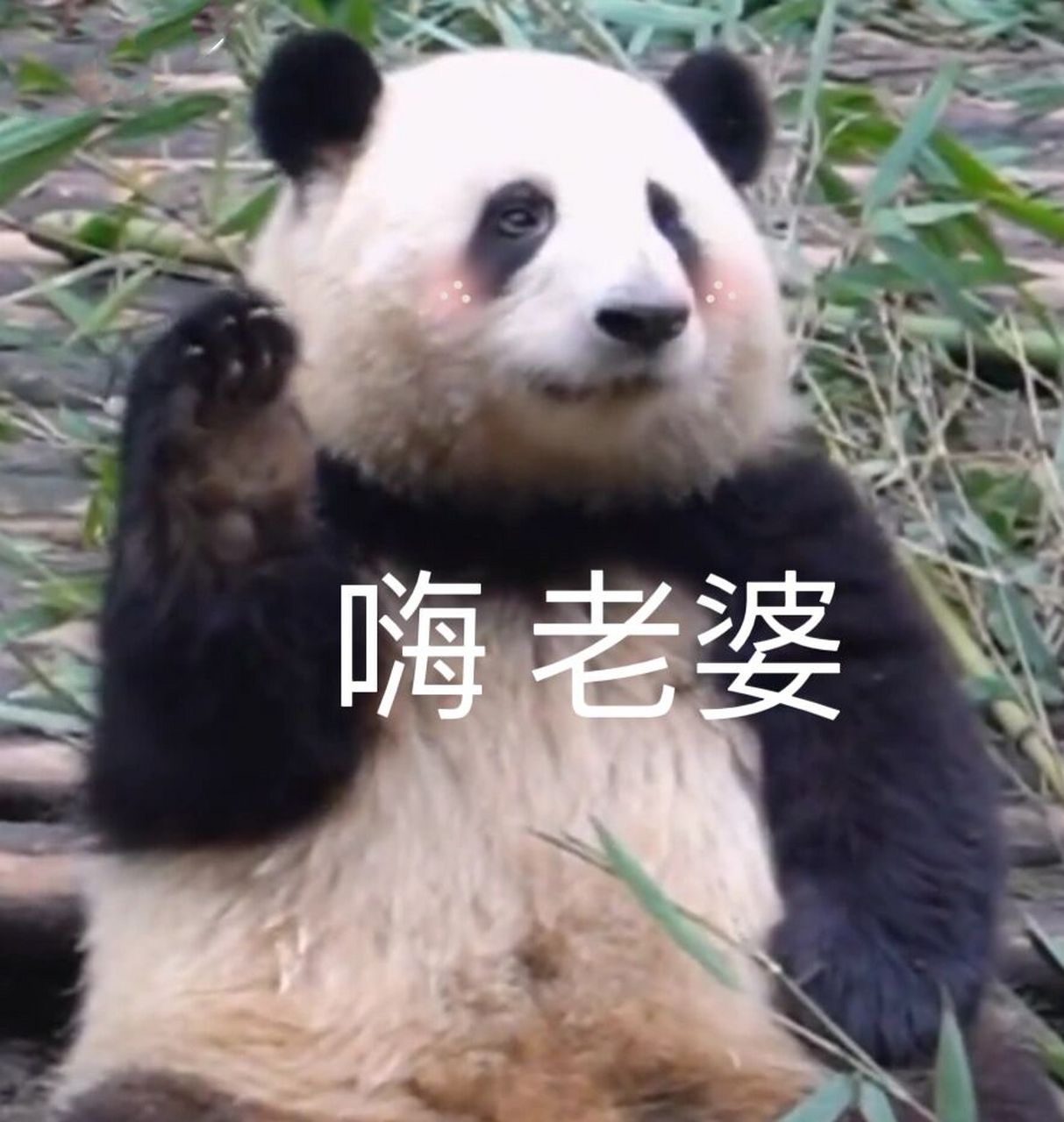 适合上班族用的94花花表情包来辣06 需要原图的宝宝私聊我就好