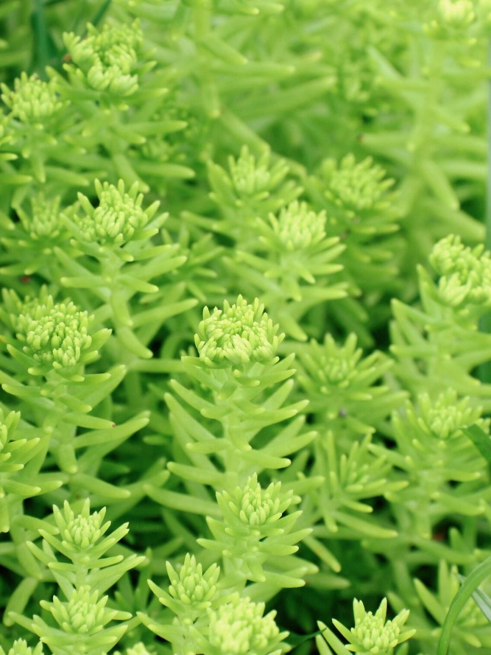 佛甲草,一种生命力极强的植物|日常拍照 别名:佛指甲,铁指甲,狗牙菜