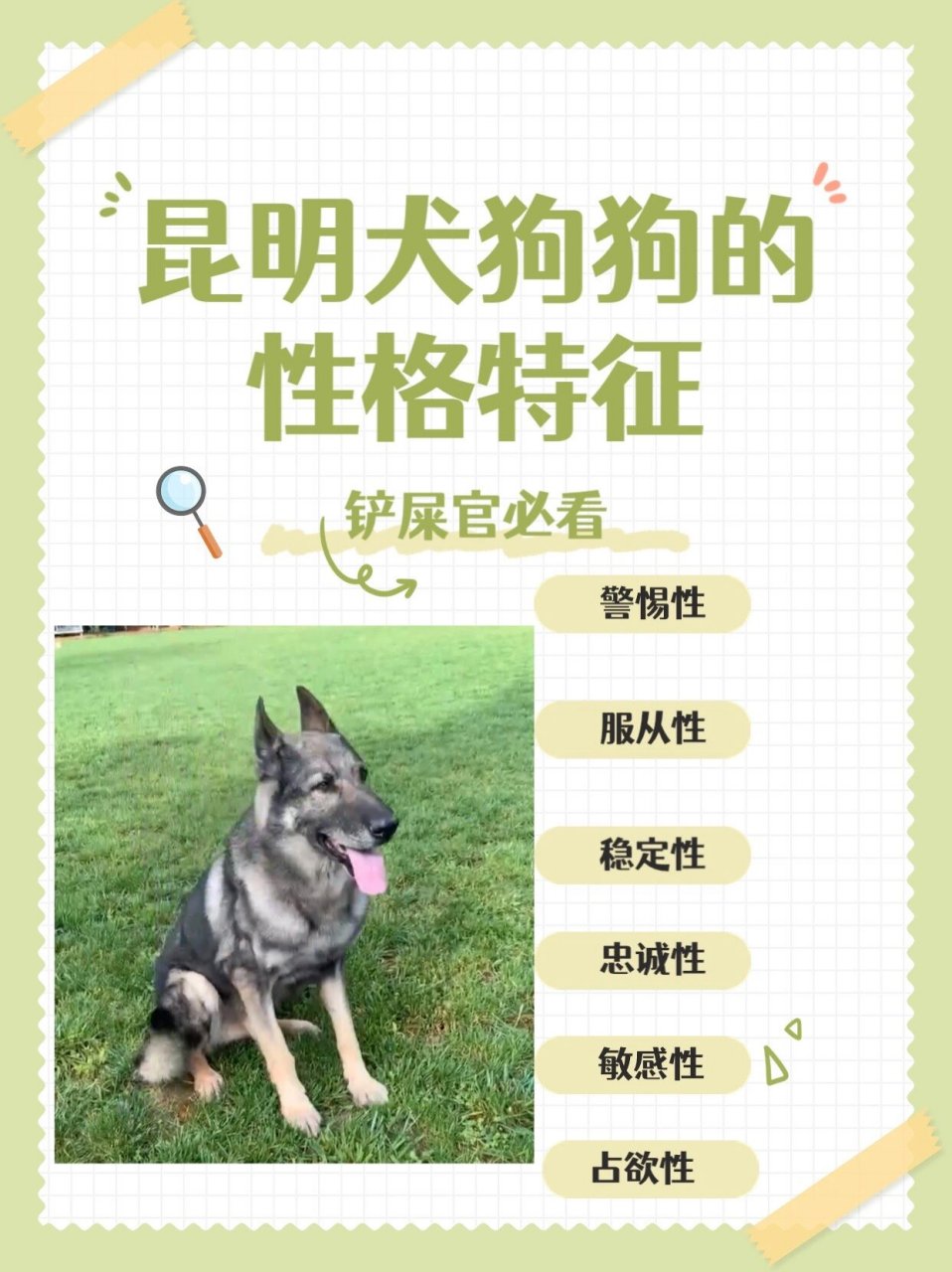 昆明犬简介图片