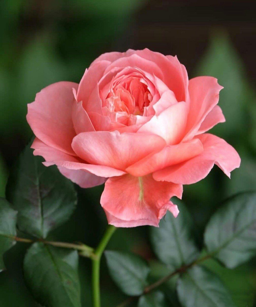 高清花朵素材 🌺高清单只花素材💐