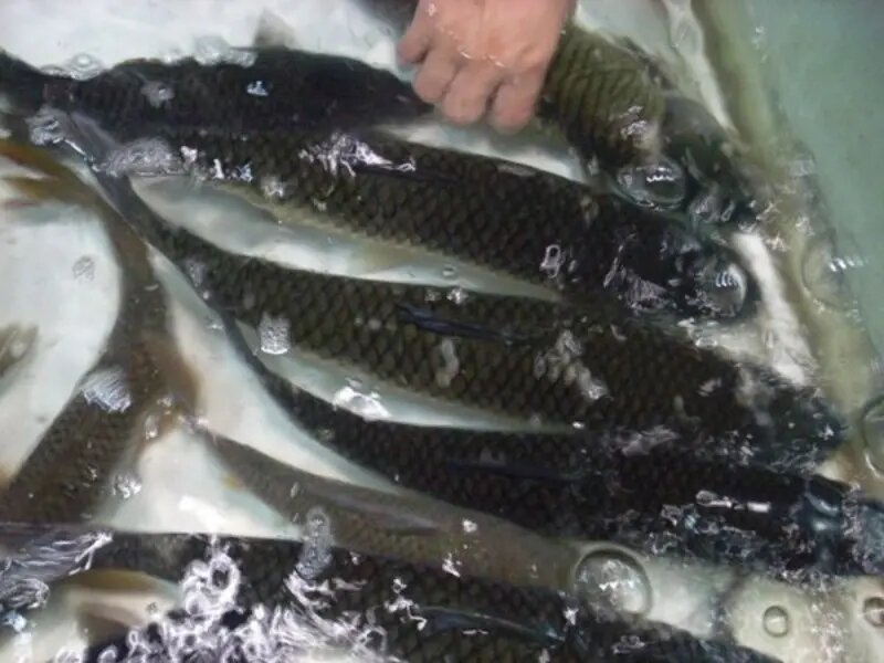 致富经养草鱼一年提升50(2018年致富经全集养鱼视频)