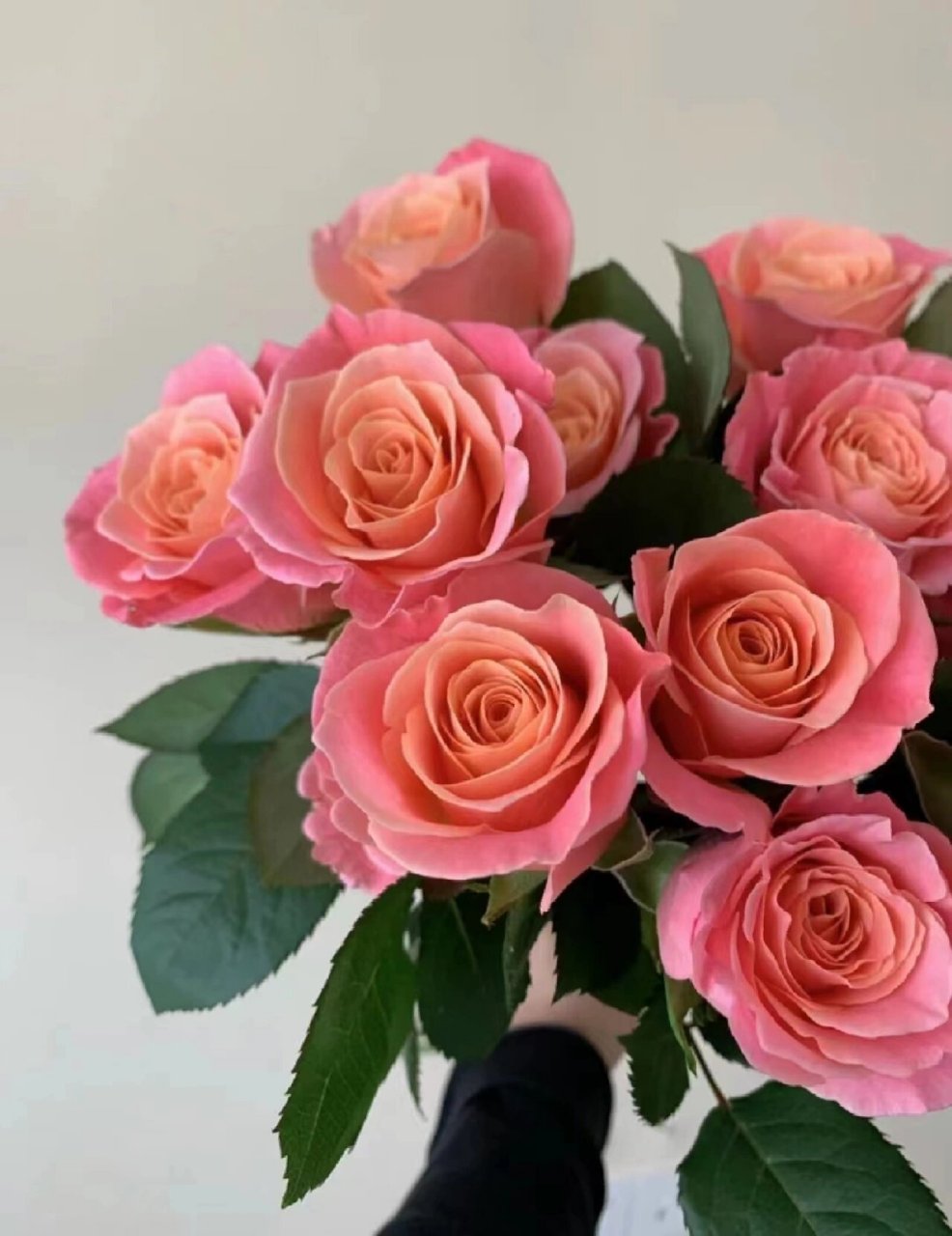 欢迎种草,仙气飘飘的『朱小姐玫瑰』 67朱小姐玫瑰|少女闪闪眼神里