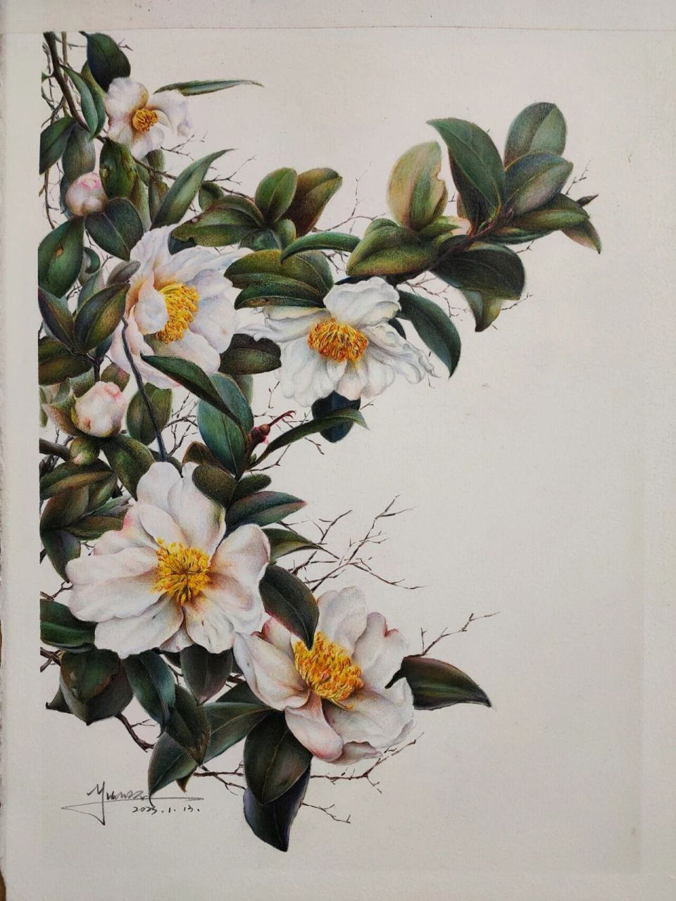 《白山茶》完 画完了,因为有好几个画友说想临摹,所以有附几张步骤图