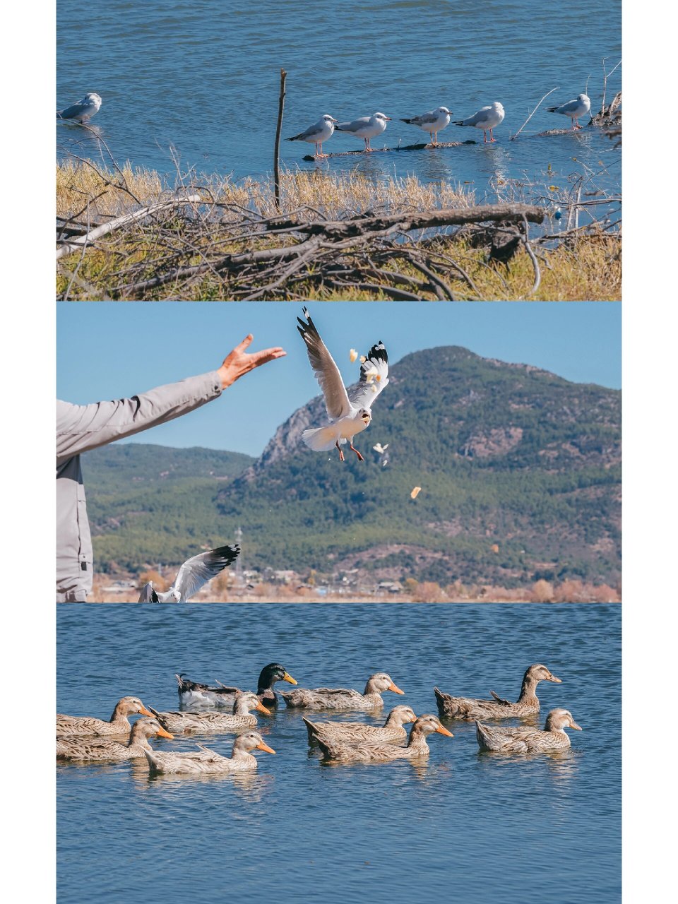 丽江观鸟最佳地,拉市海一日游指南 99景点信息: 拉市海位于丽江大研