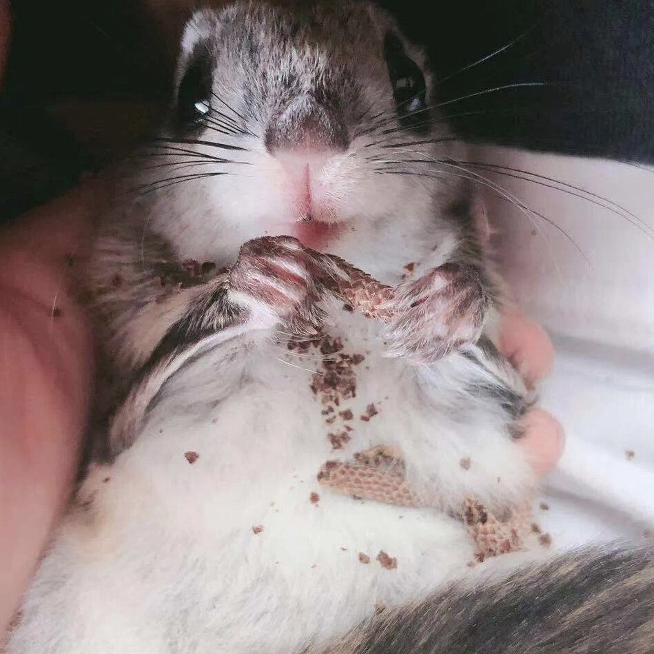 大眼飞鼠会暴毙?真的吗 注意!|上篇