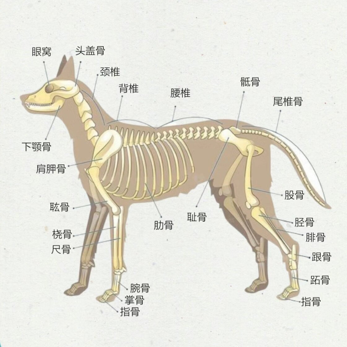 7059 狗狗骨骼结构图小练习04 新的一期课程开始啦