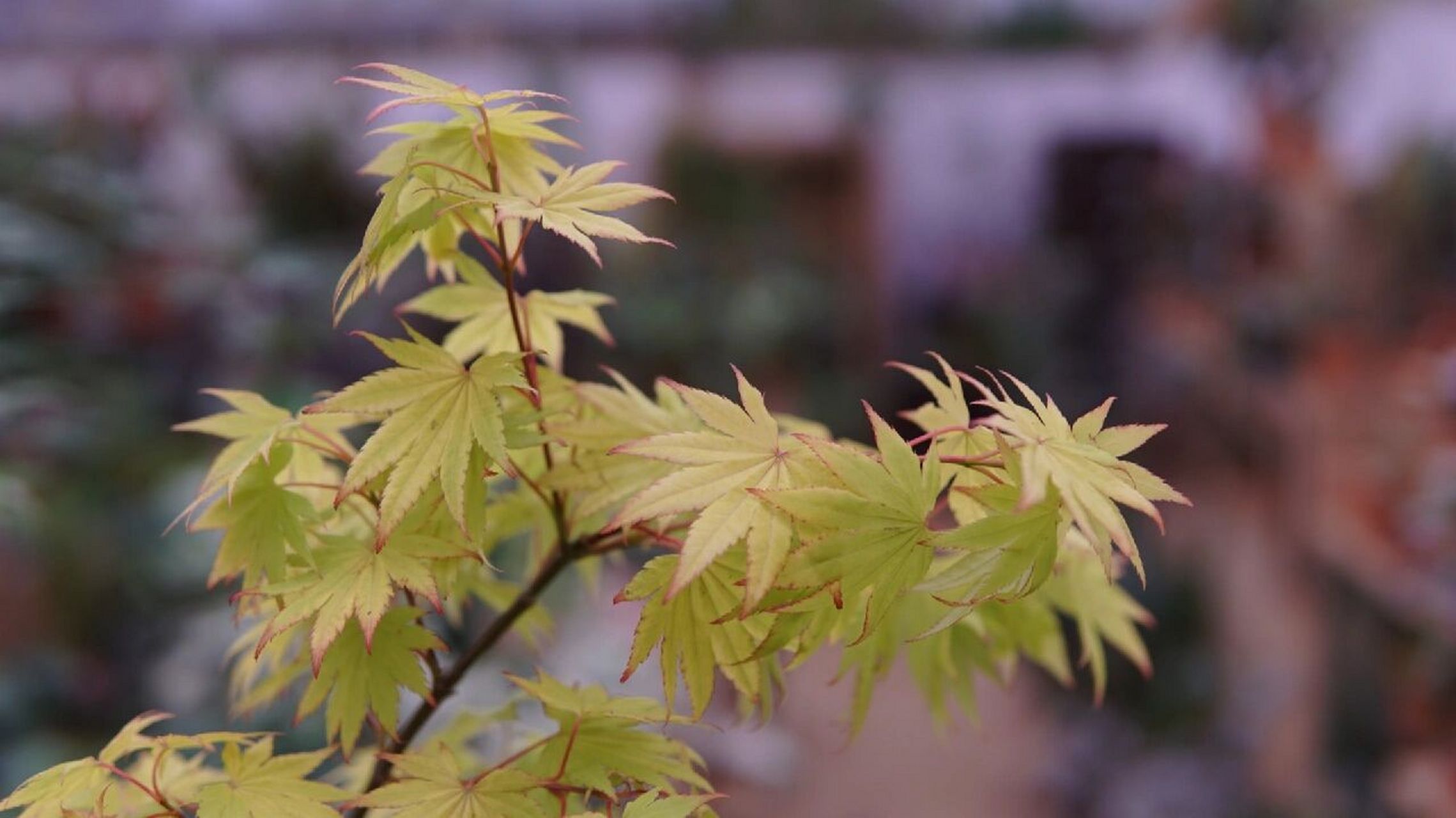 植物志——约旦枫 约旦枫由日本著名植物学家白泽美穗命名,所以又叫做