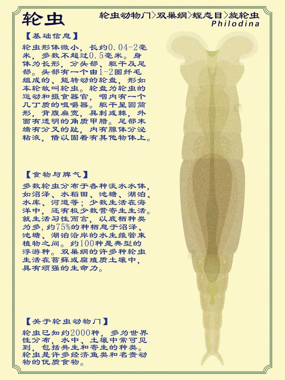 一滴池塘水里的浮游生物   91 轮虫动物门,双巢纲,蛭态目,旋轮虫