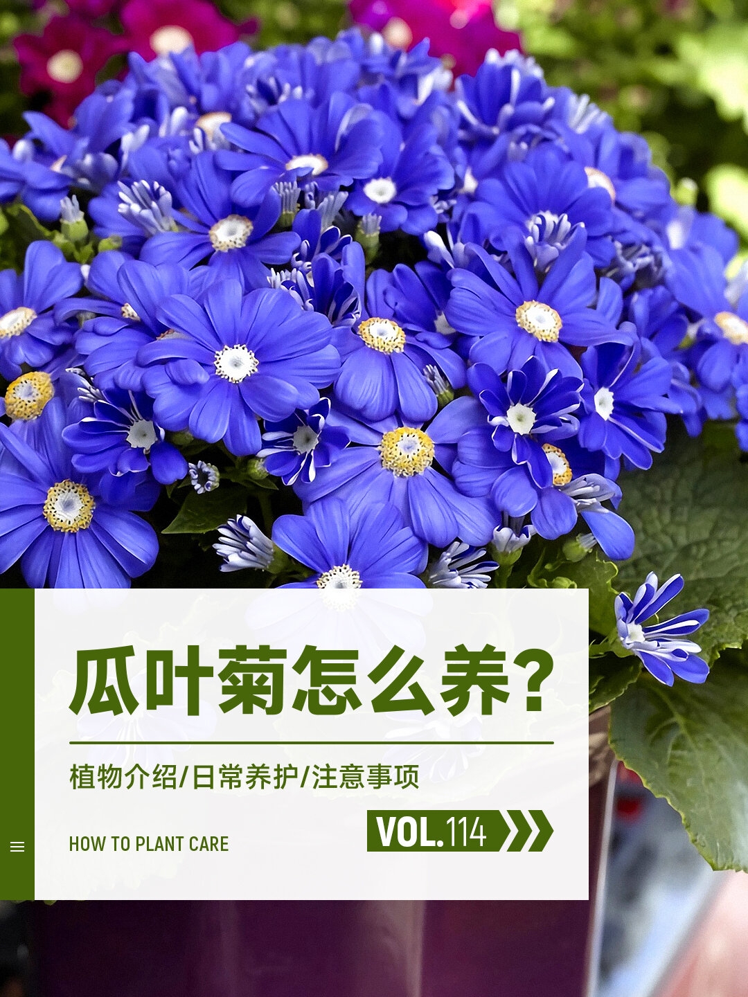 每天一种花草养护知识 | 瓜叶菊