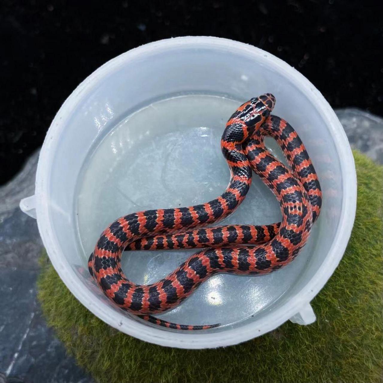 变异赤链蛇9615 来货了 超级好养 吃鱼切块就行 各位老板 需要的