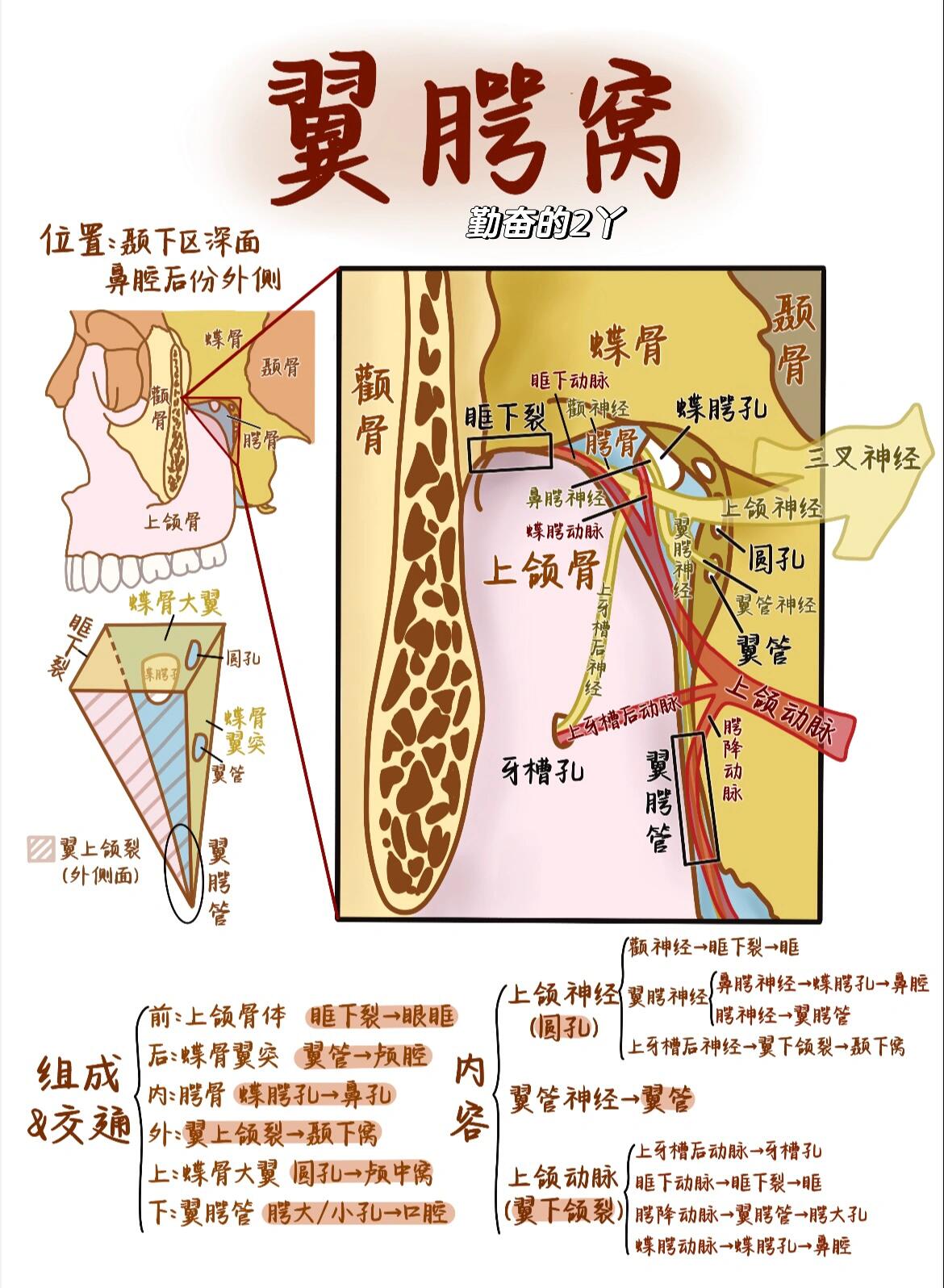 腭舌弓是哪里图片