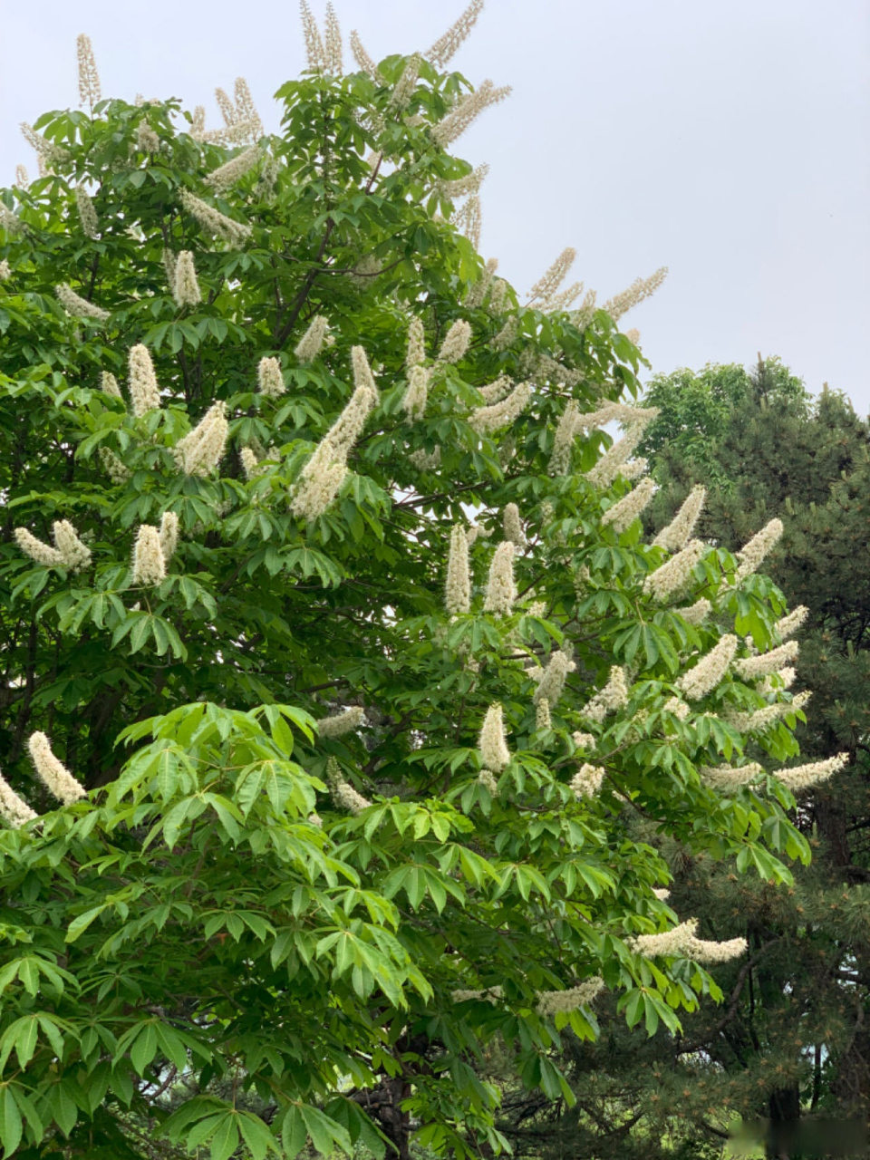 五一假期,去植物园转了一圈,一片葱茏,真是"孟夏草木长"啊