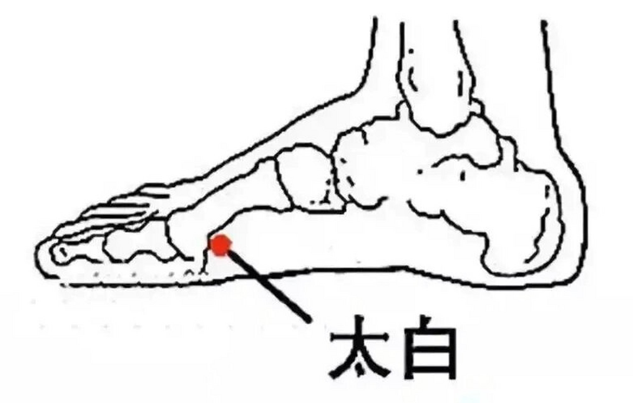 太白的准确位置与功效图片