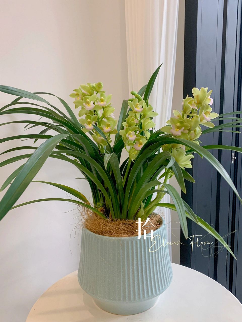 让人一眼就爱上的香兰 兰花盆栽～香兰是最早上市的,作为桌面兰花的