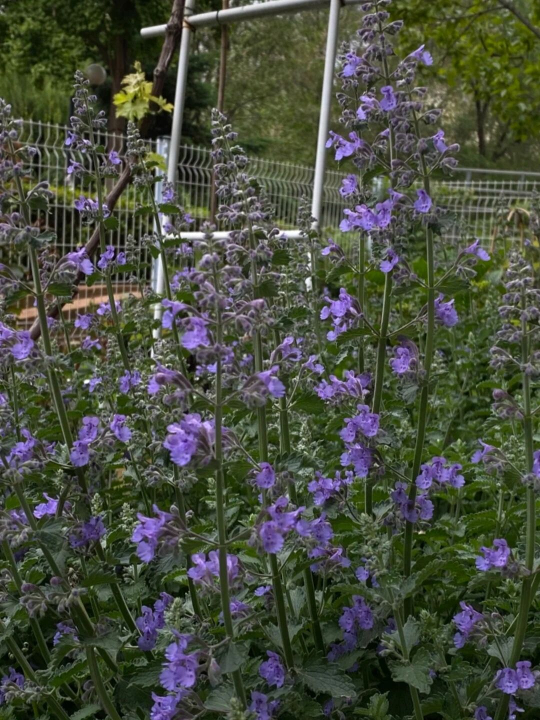 识花|猫薄荷 荆芥与猫薄荷不同.