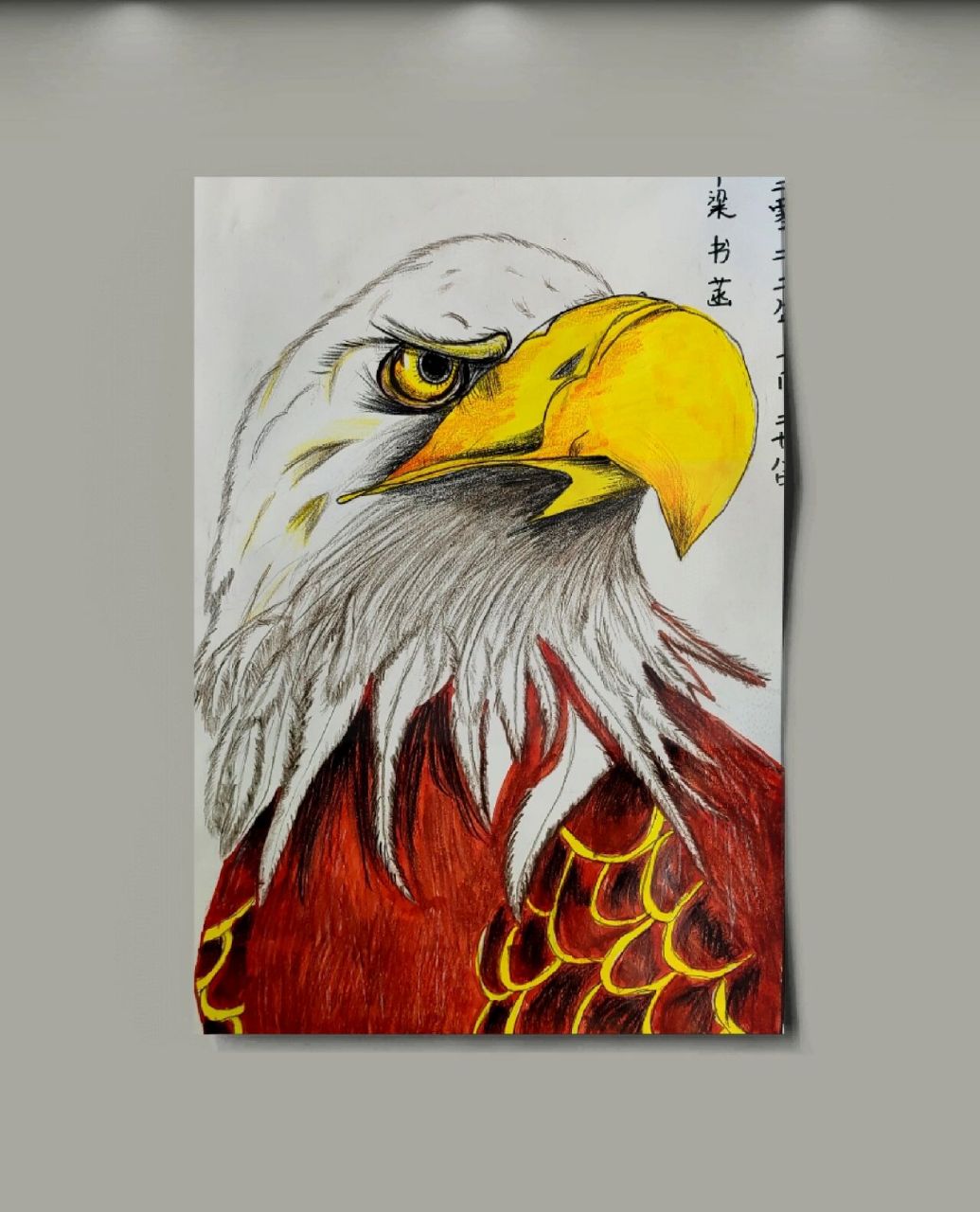 鹰彩铅绘画 三年级鹰照片写生