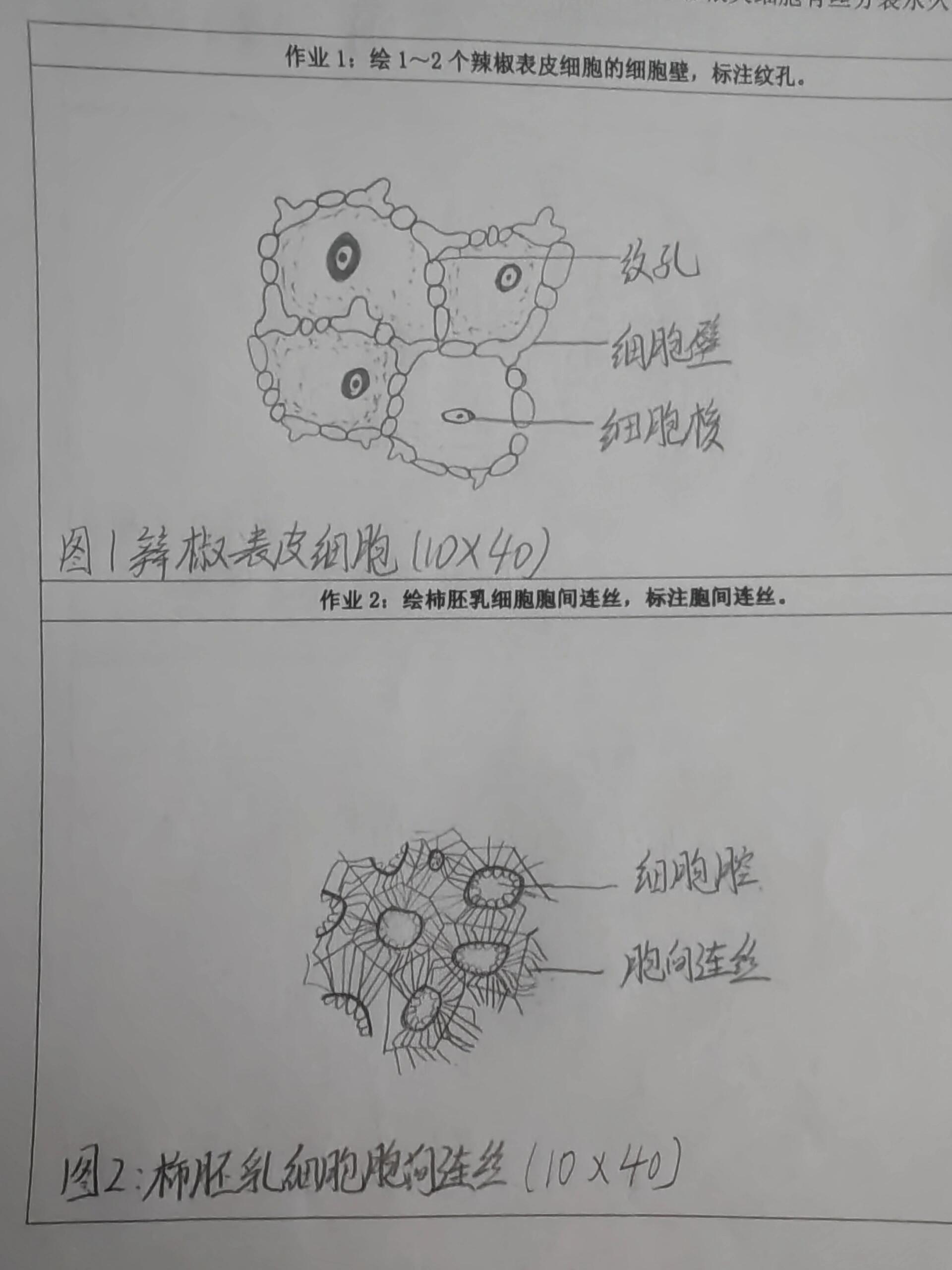 辣椒的表皮细胞图片图片