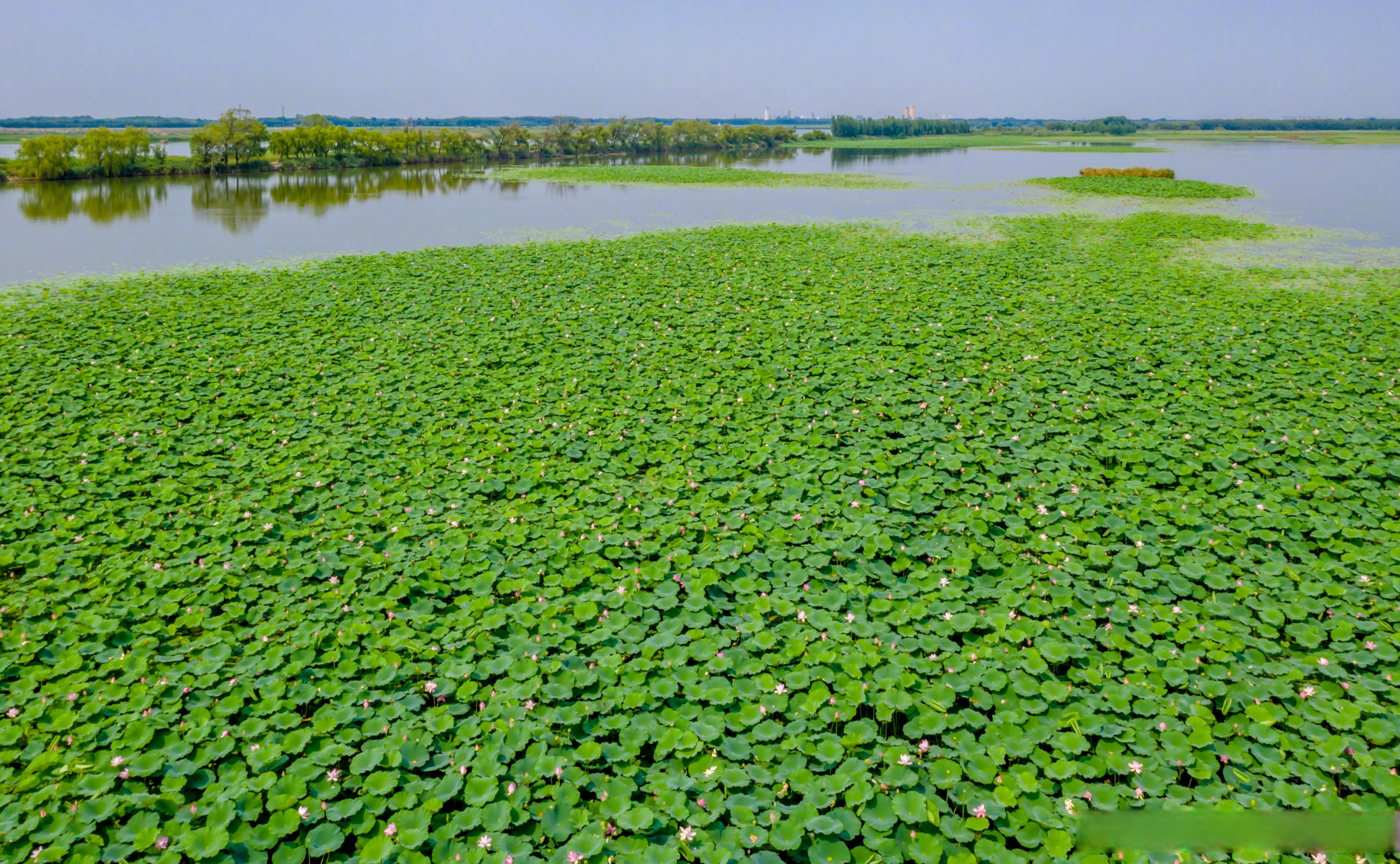 02#沿着黄河遇见海# 章丘白云湖,,翠绿又青葱的颜色令人心旷神怡!