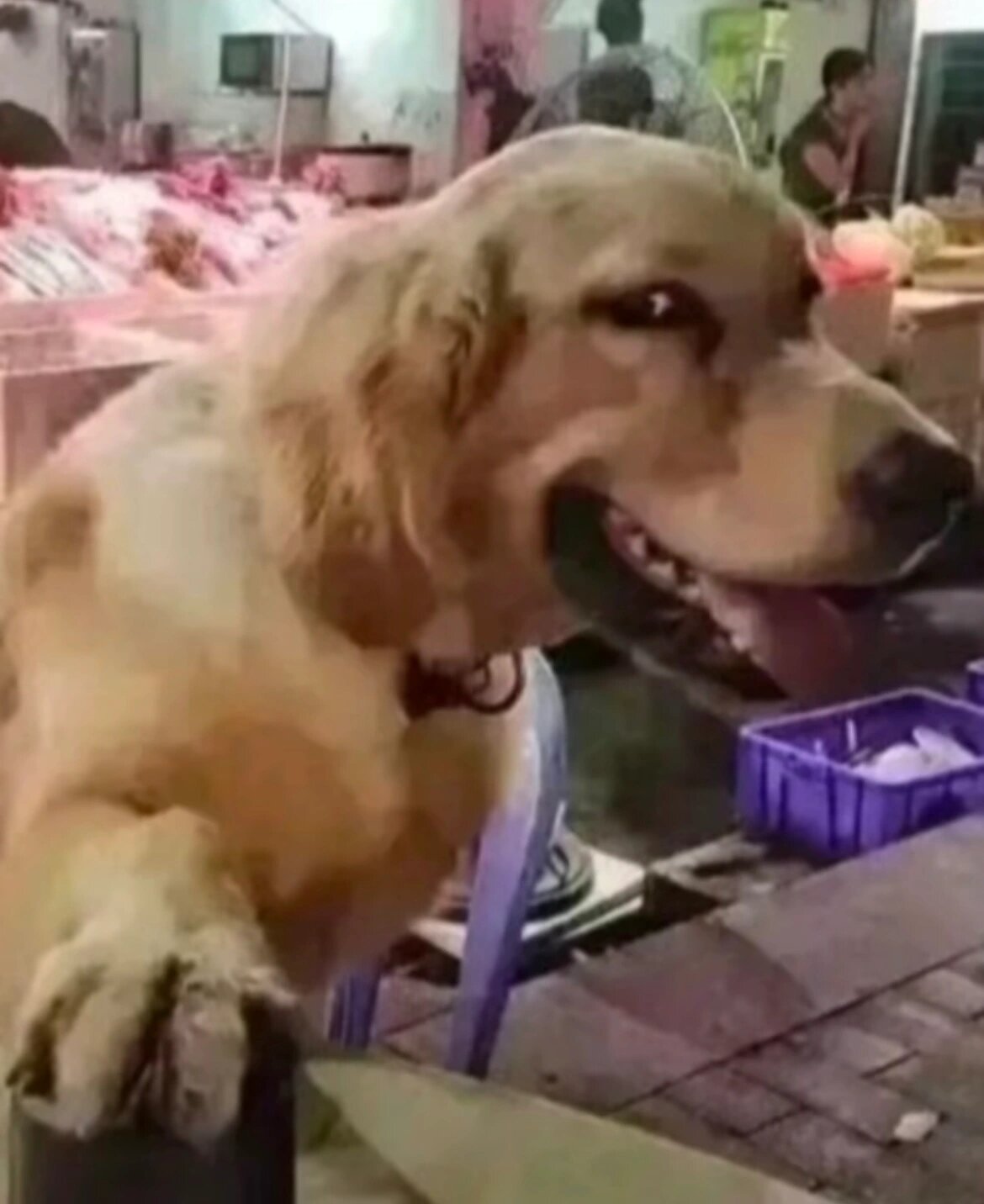 金毛的猥琐 家人们,金毛的表情是不是都这么离谱呀