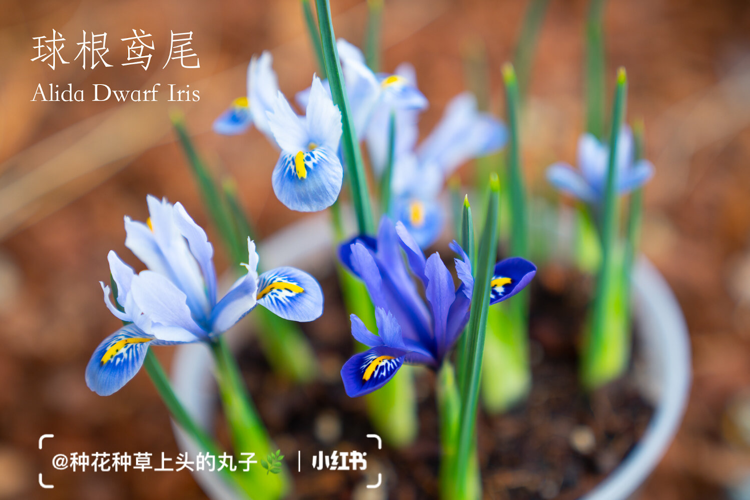 球根鸢尾从种球到开花 - 种植记录(43) 第一盆开花的球根鸢尾,是矮化