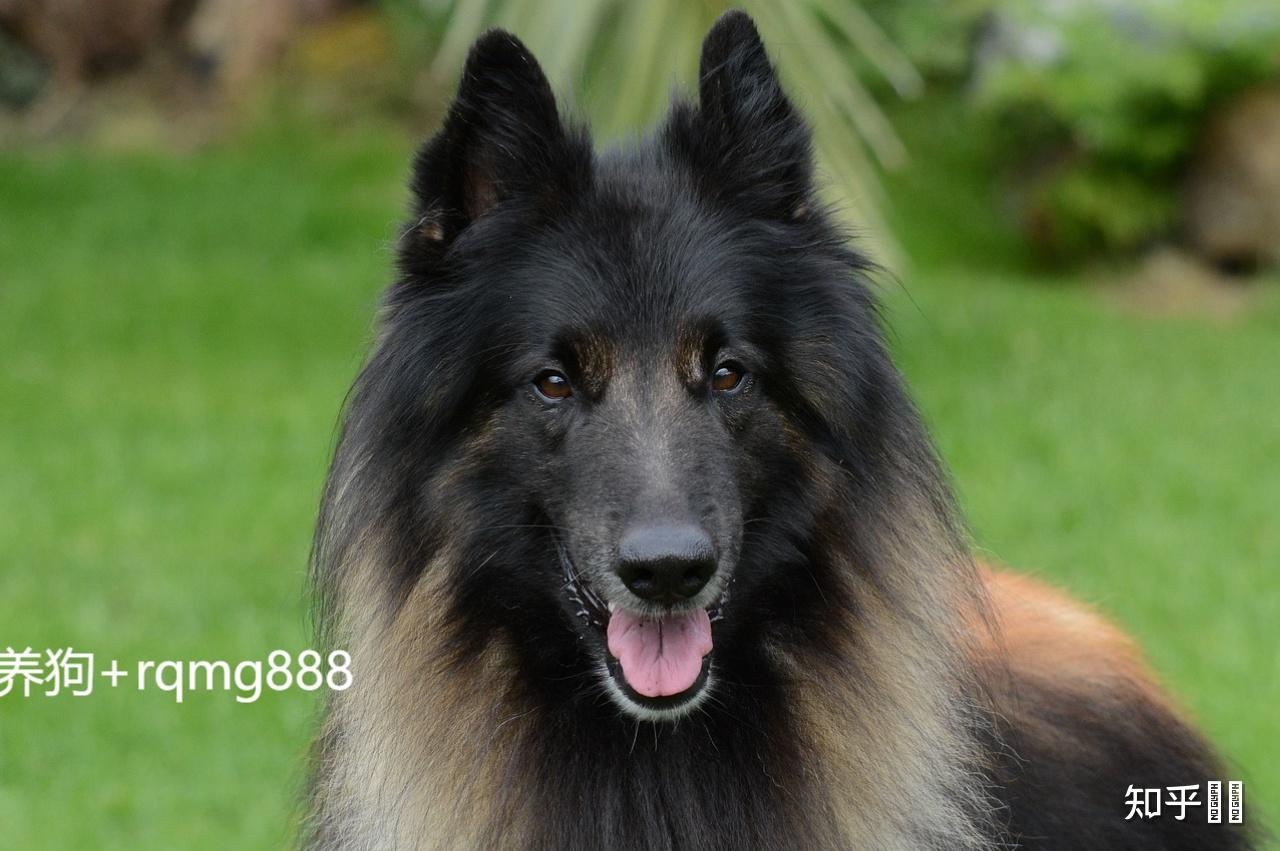 你的比利时格罗安达牧羊犬是多少钱买的如何购入的