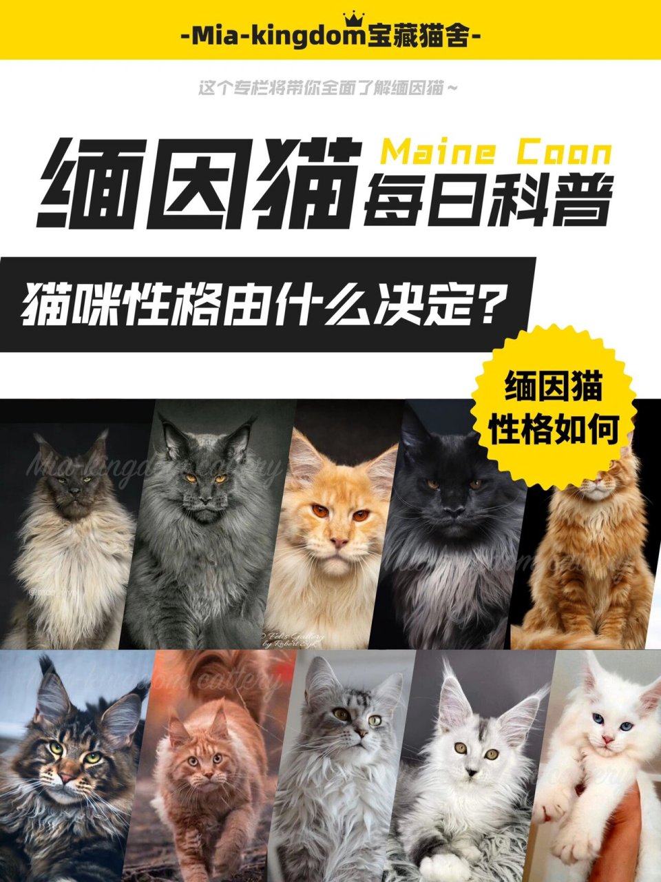 缅因猫性格图片