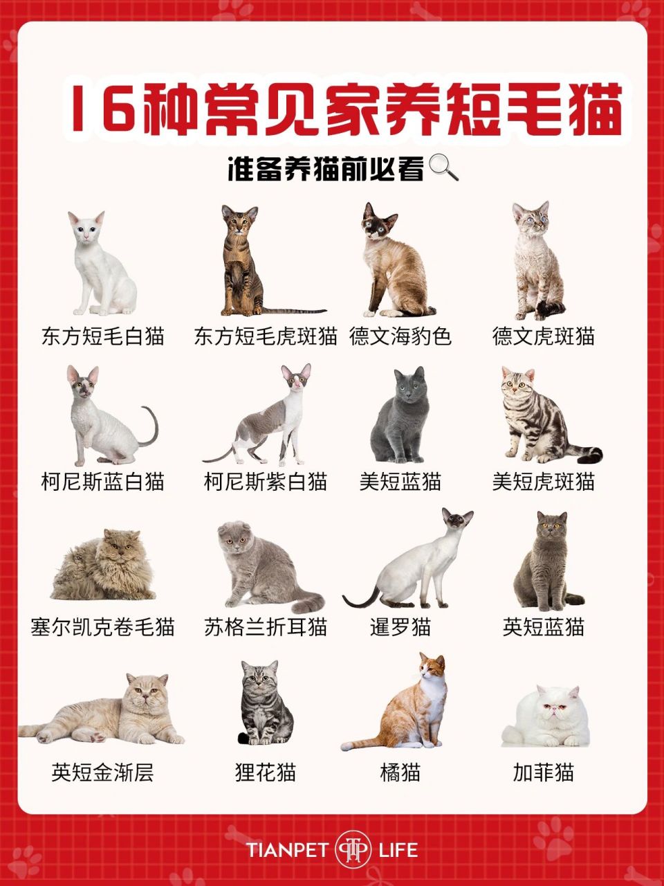 短毛猫的品种及图片图片