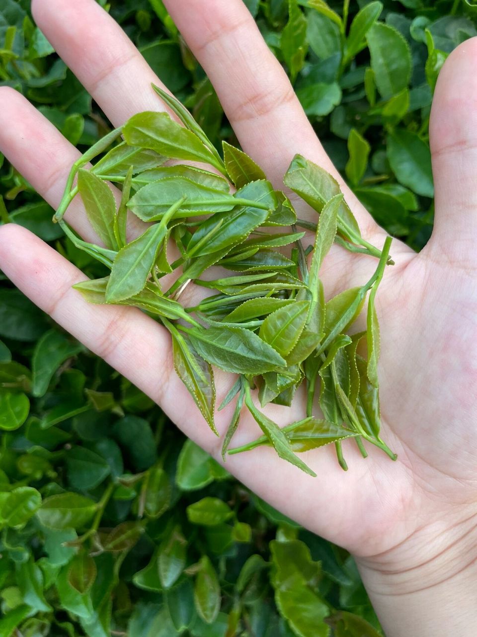 来泰安一定要带走的特产/泰山女儿茶 来尝尝泰山脚下的茶叶吧绿色无