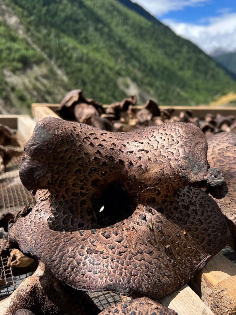 虎掌菌 高原野生虎掌菌批发拿货的私私0590 食材新鲜 价格美丽