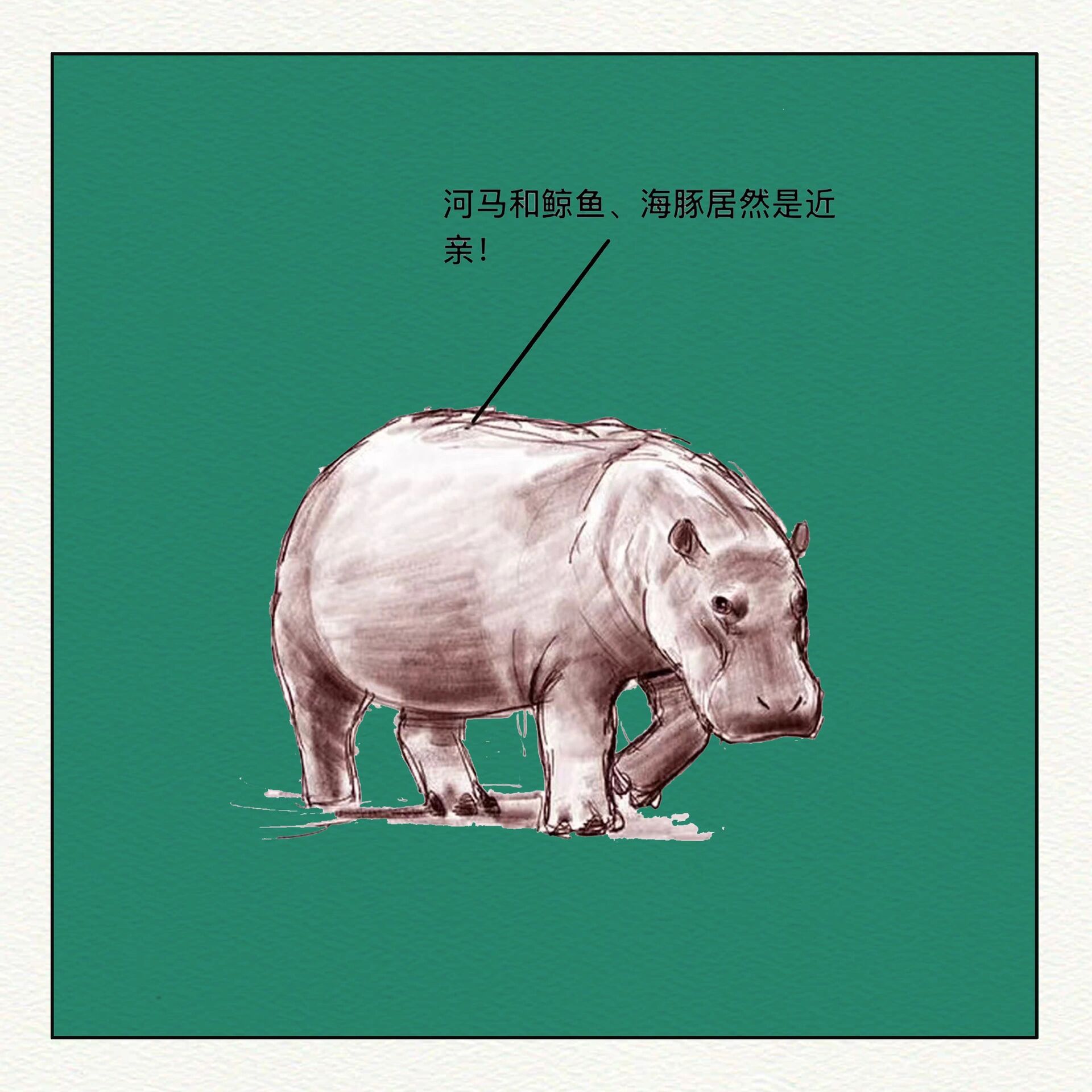 手绘-河马 11566河马学名(hippopotamus amphibius),是陆地上体型