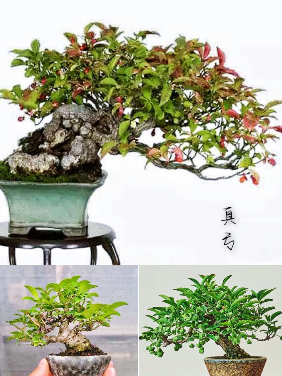 盆景|真弓,冬果玲珑秋叶丹 真弓,俗称"山卫矛",是卫矛科卫矛属植物