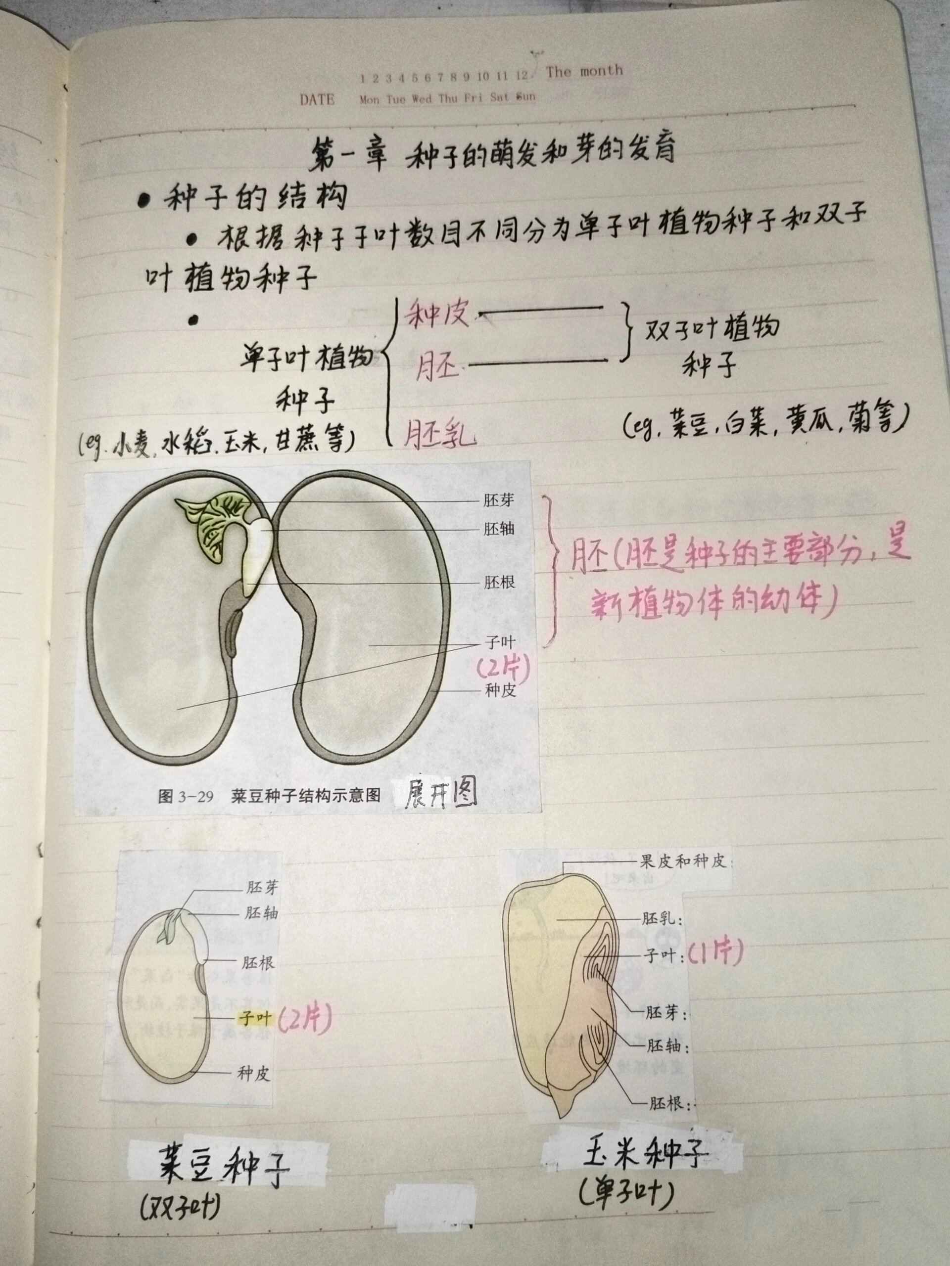 冀教版八年级上册生物笔记 第一章第一节种子的萌发