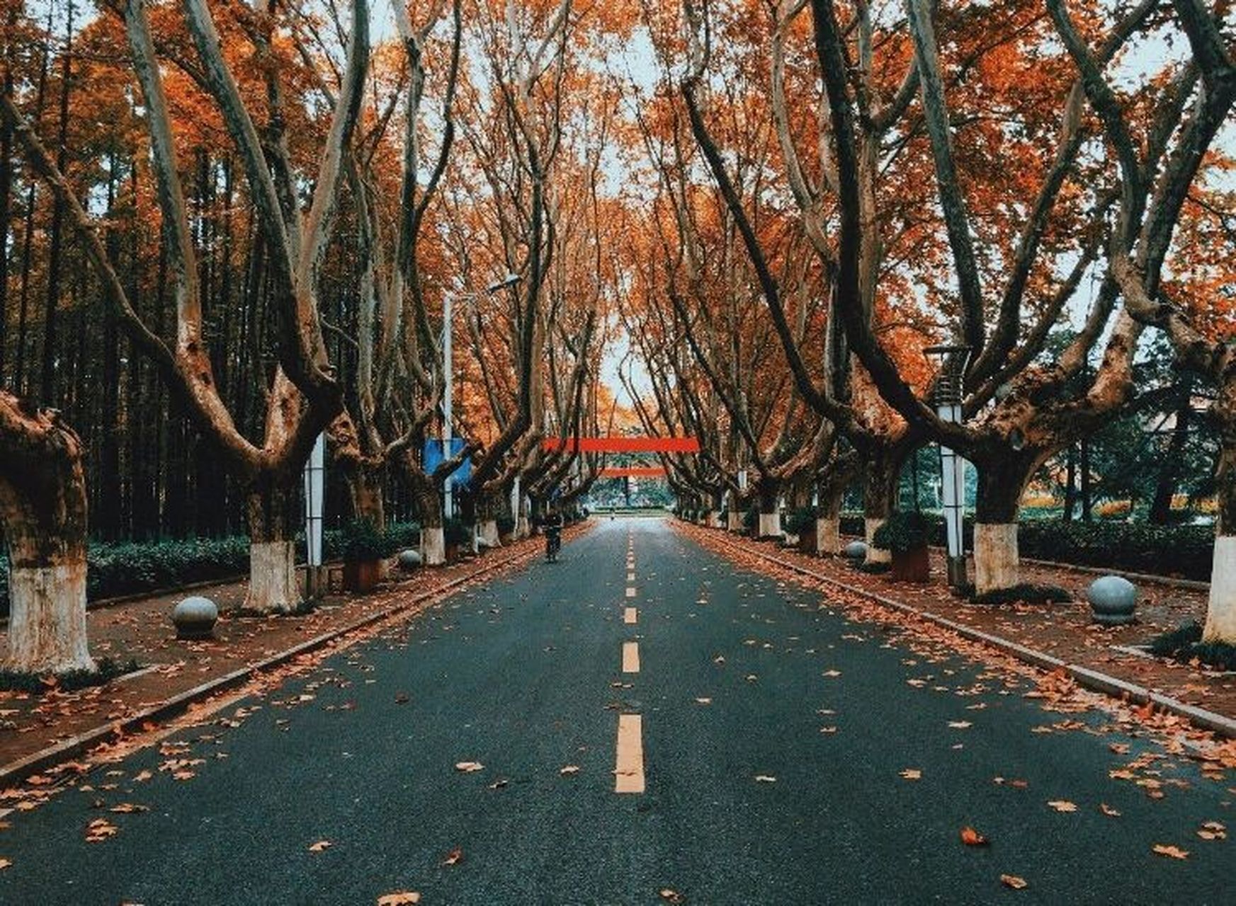 她们说 江苏有白马弄堂 南师附中也有三号路 校园里种满了梧桐树