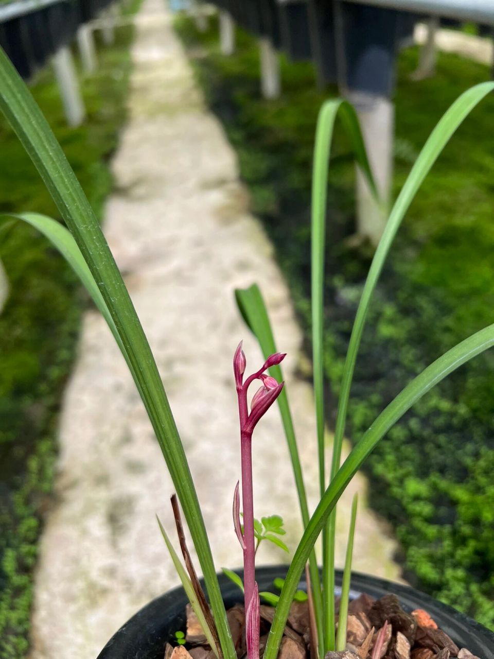 建蘭花仙子(東方仙子) 花仙子又名荷塘仙子,東方仙子,花開荷型水仙辦