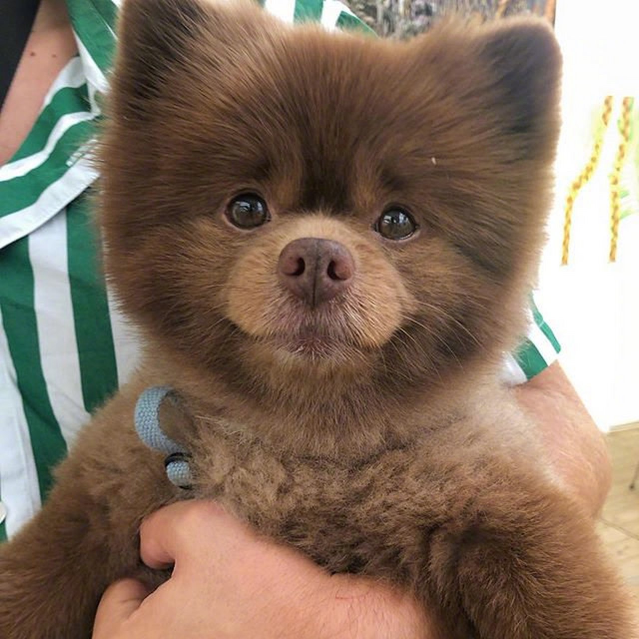 bertram是一只咖啡色的小博美,长得就像一只小棕熊,圆耳朵毛茸茸的,无