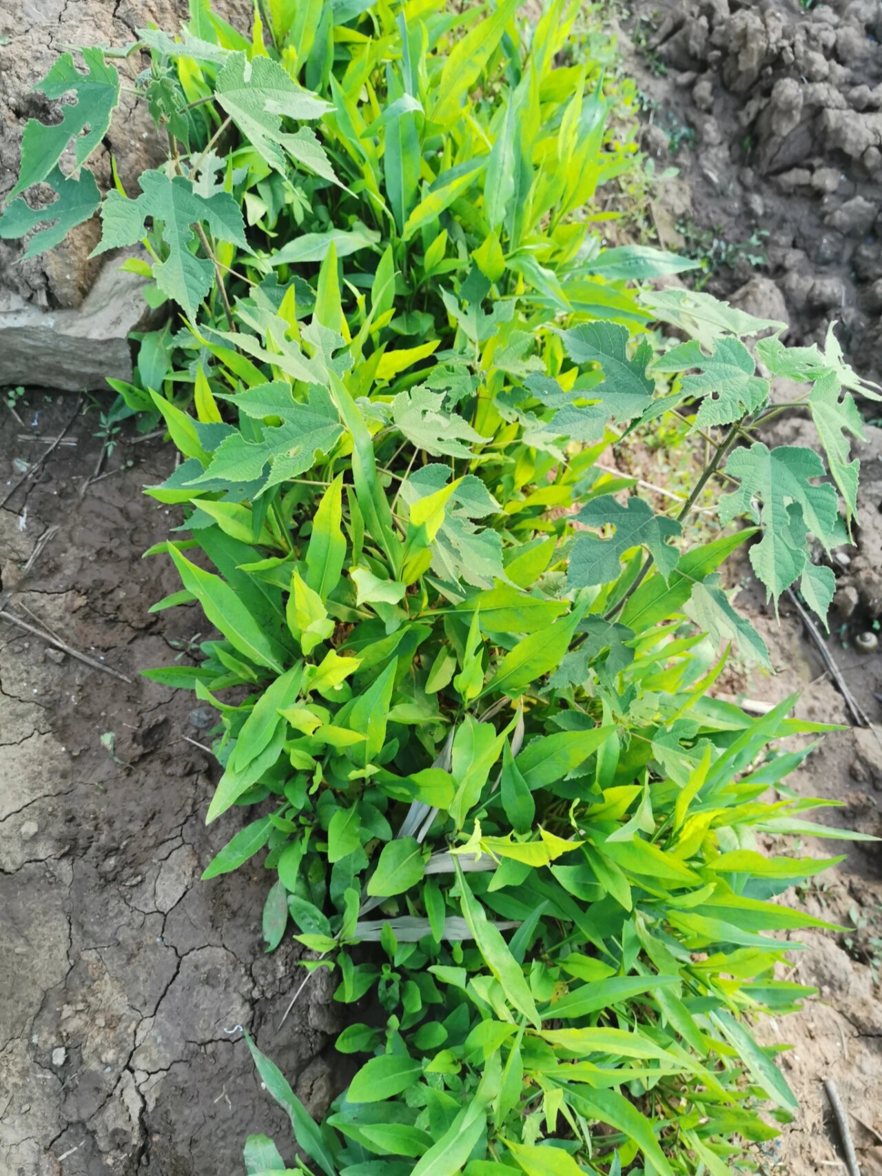 不懂就问,黄鳝草,除了炒和包饺子还能怎么吃