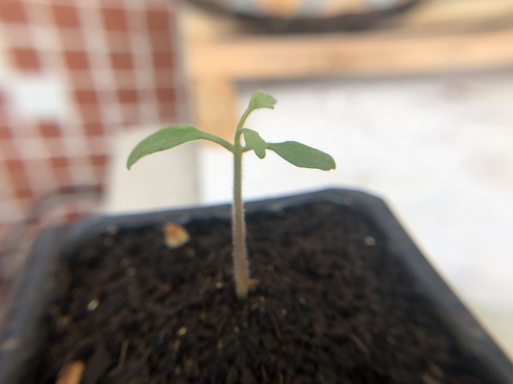 番茄的成长过程 图一:刚发芽长出两片真叶 图二:过了好久才接着长真叶