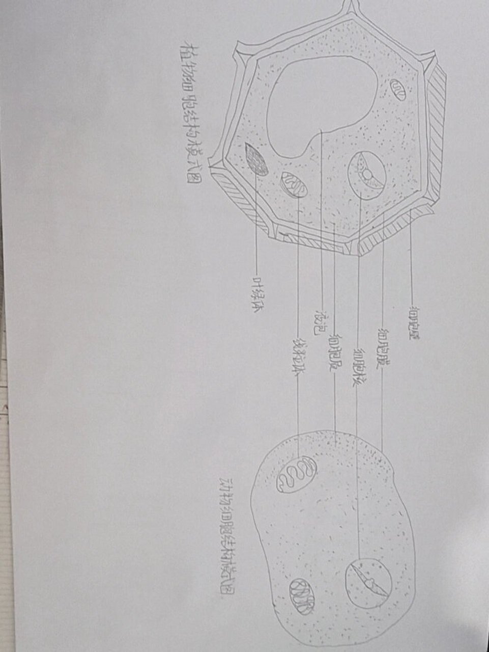 七年级上册动植物细胞结构模式图